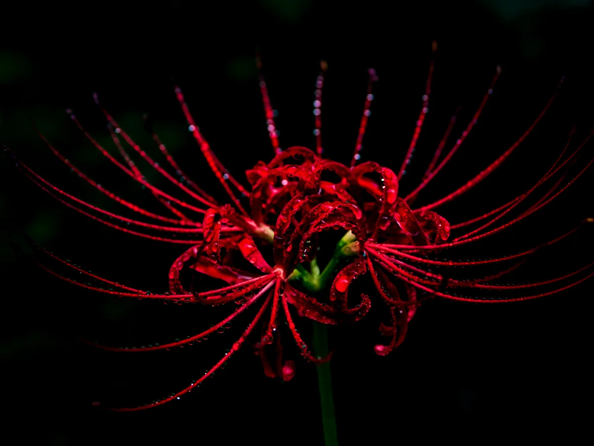 投稿写真：紅と黒