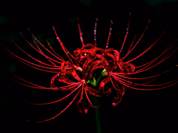 投稿：紅と黒