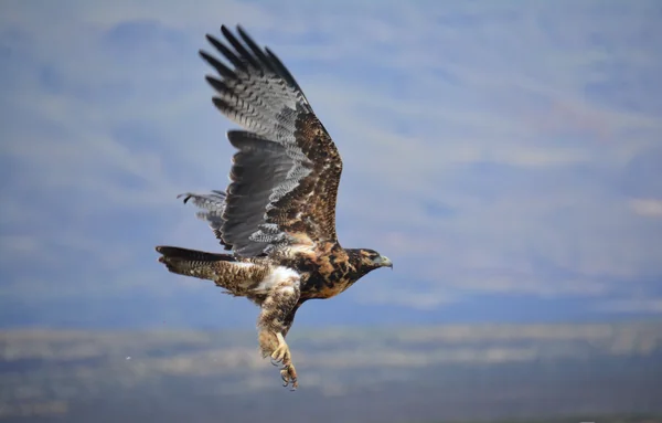 投稿：翔び立つコンドル