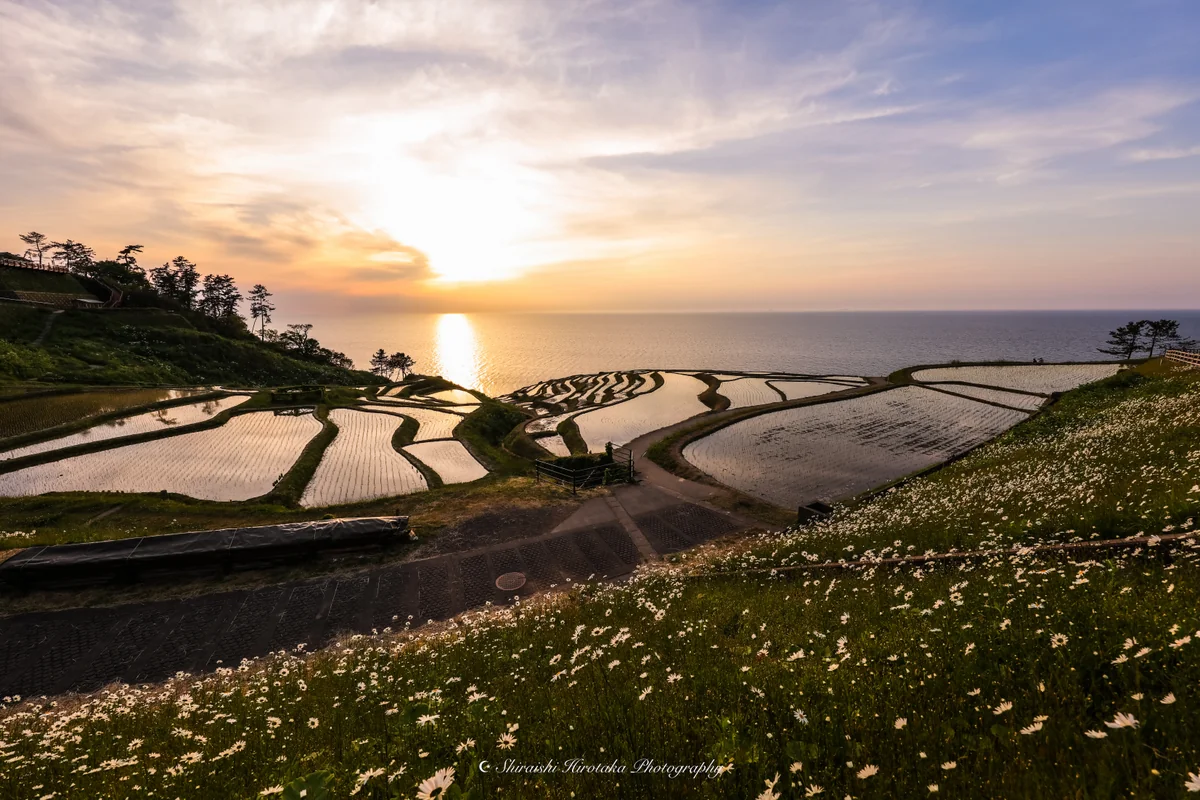 投稿写真：白米千枚田