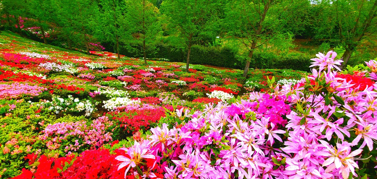 投稿写真：つつじのじゅうたん