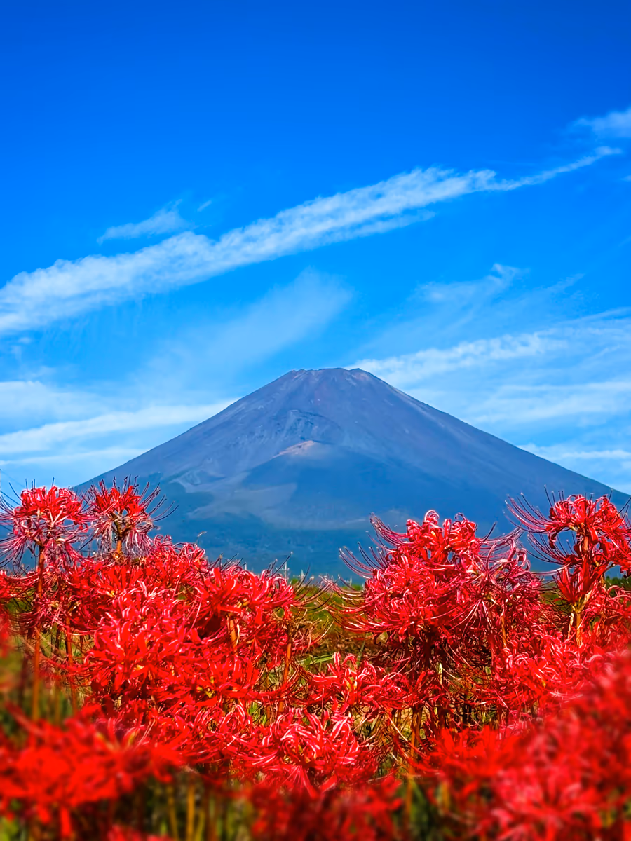 投稿写真：富士山の裾野に咲く曼珠沙華