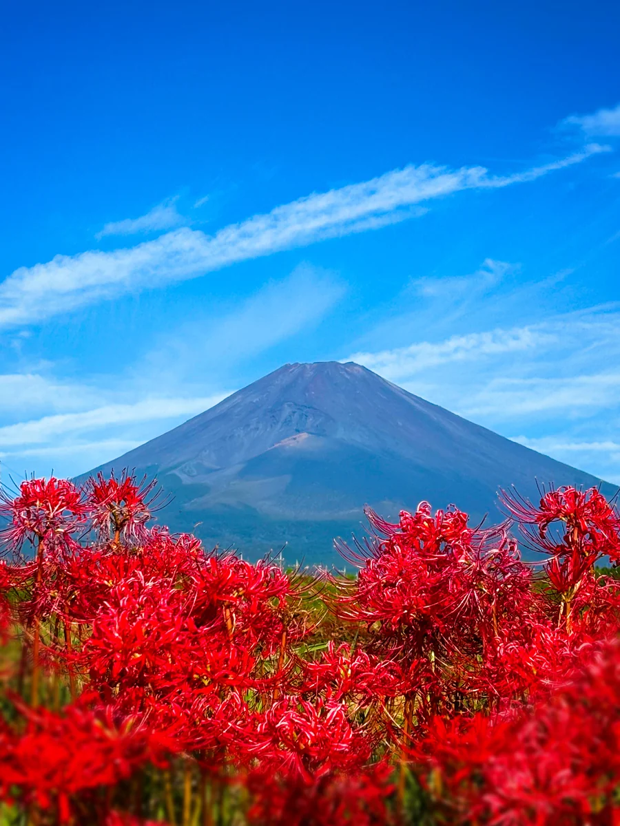 投稿写真：富士山の裾野に咲く曼珠沙華