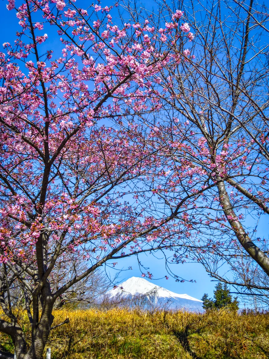 投稿写真：咲き始めの河津桜と富士山