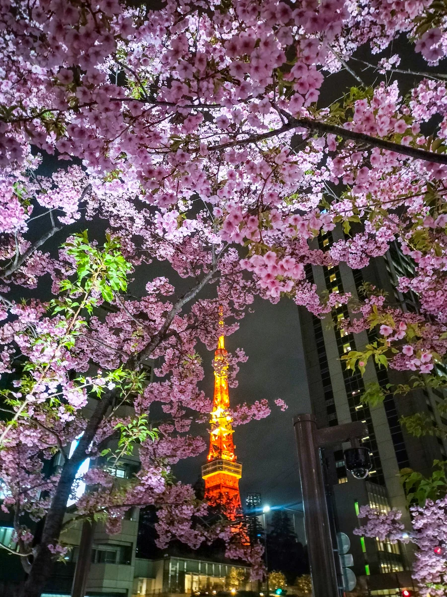 投稿写真：河津桜と東京タワー⑤