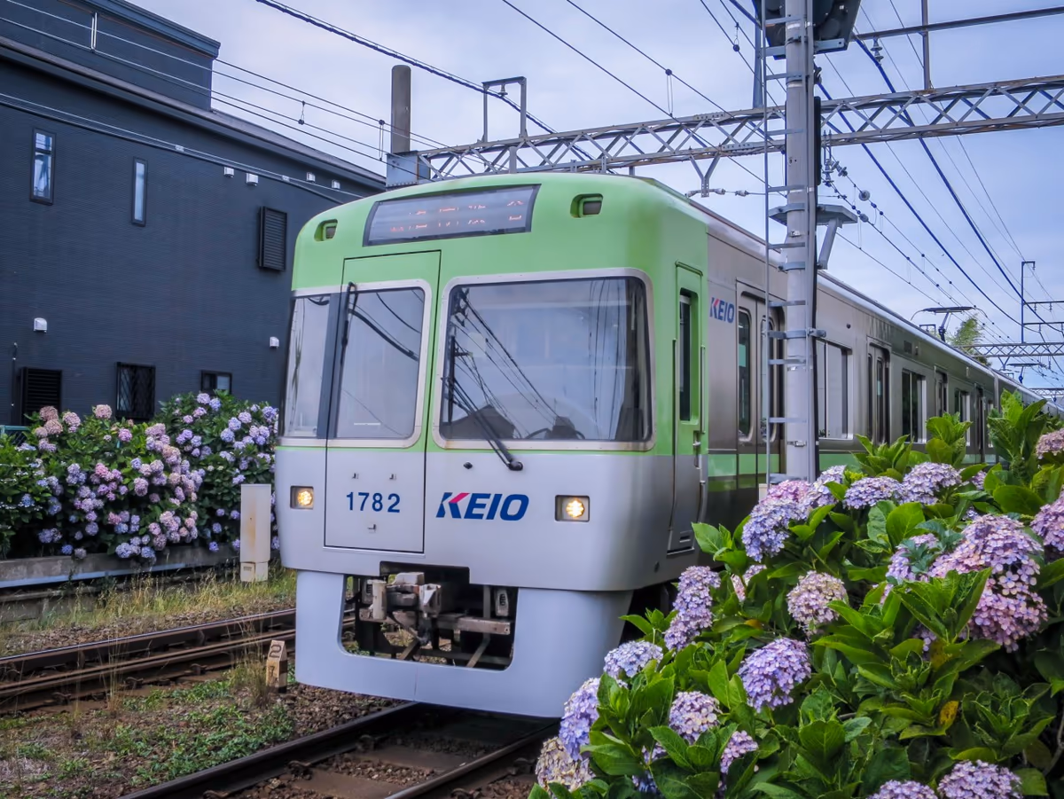 投稿写真：井の頭線とあじさい