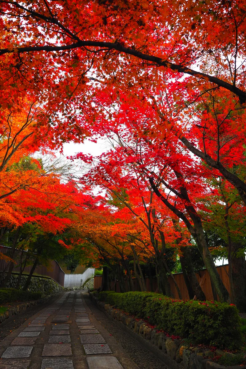 投稿写真：京都　秋色の小径