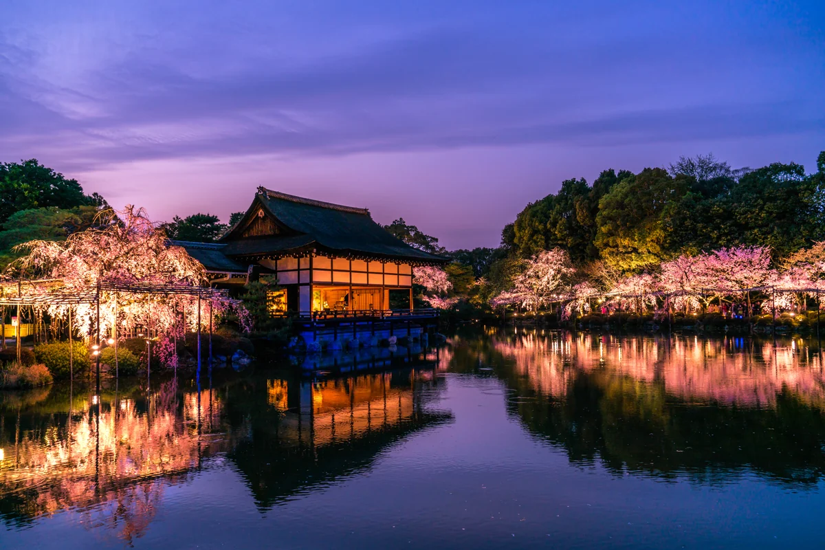 投稿写真：春の平安神宮ライトアップ　紅しだれコンサート