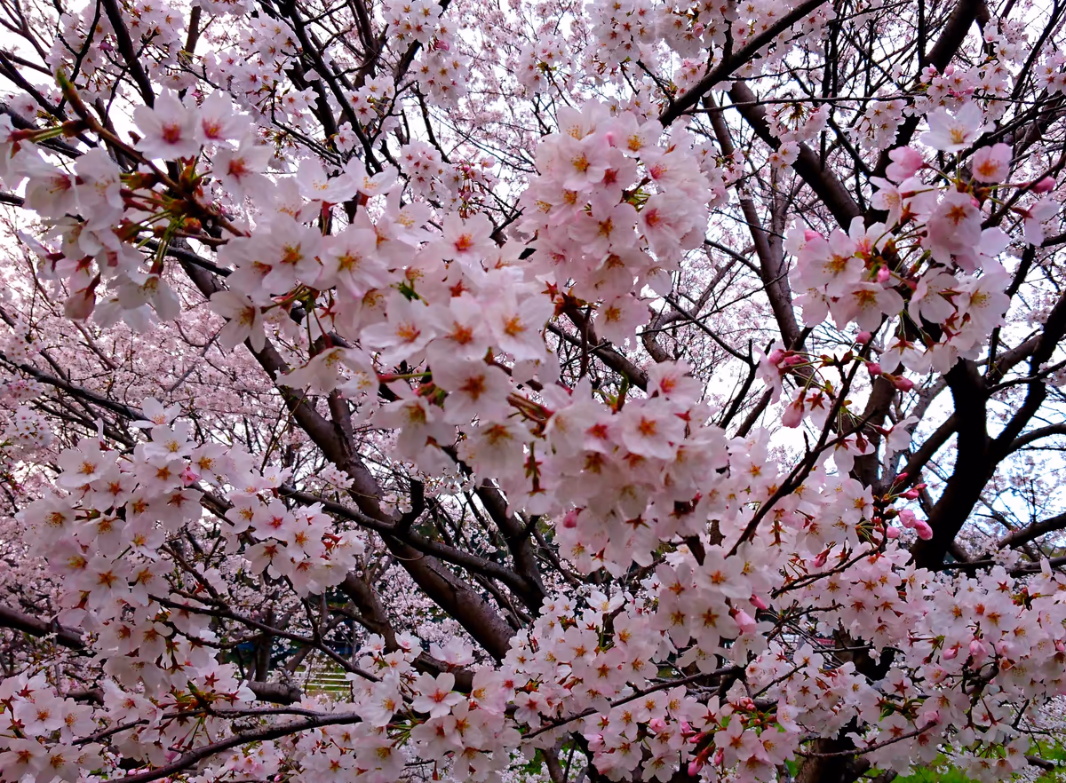投稿写真：地図に名前が載ってない公園