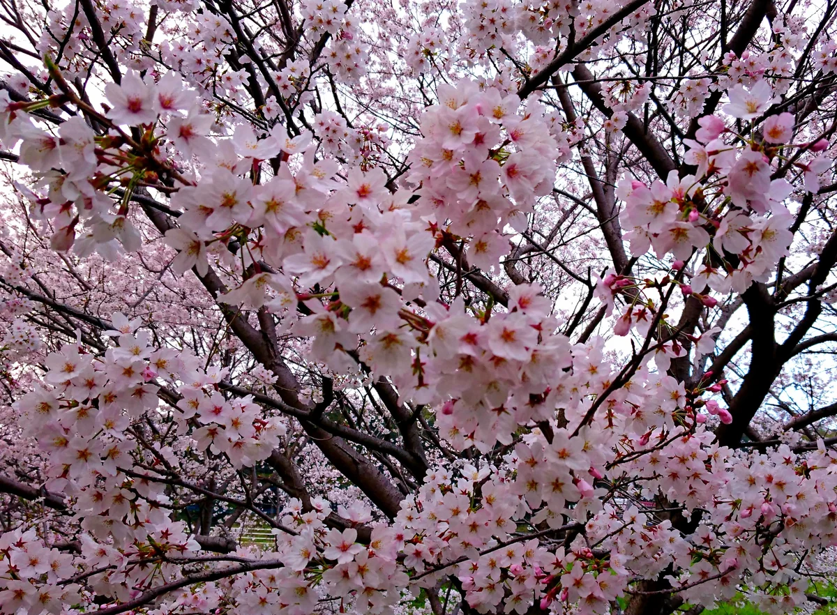 投稿写真：地図に名前が載ってない公園