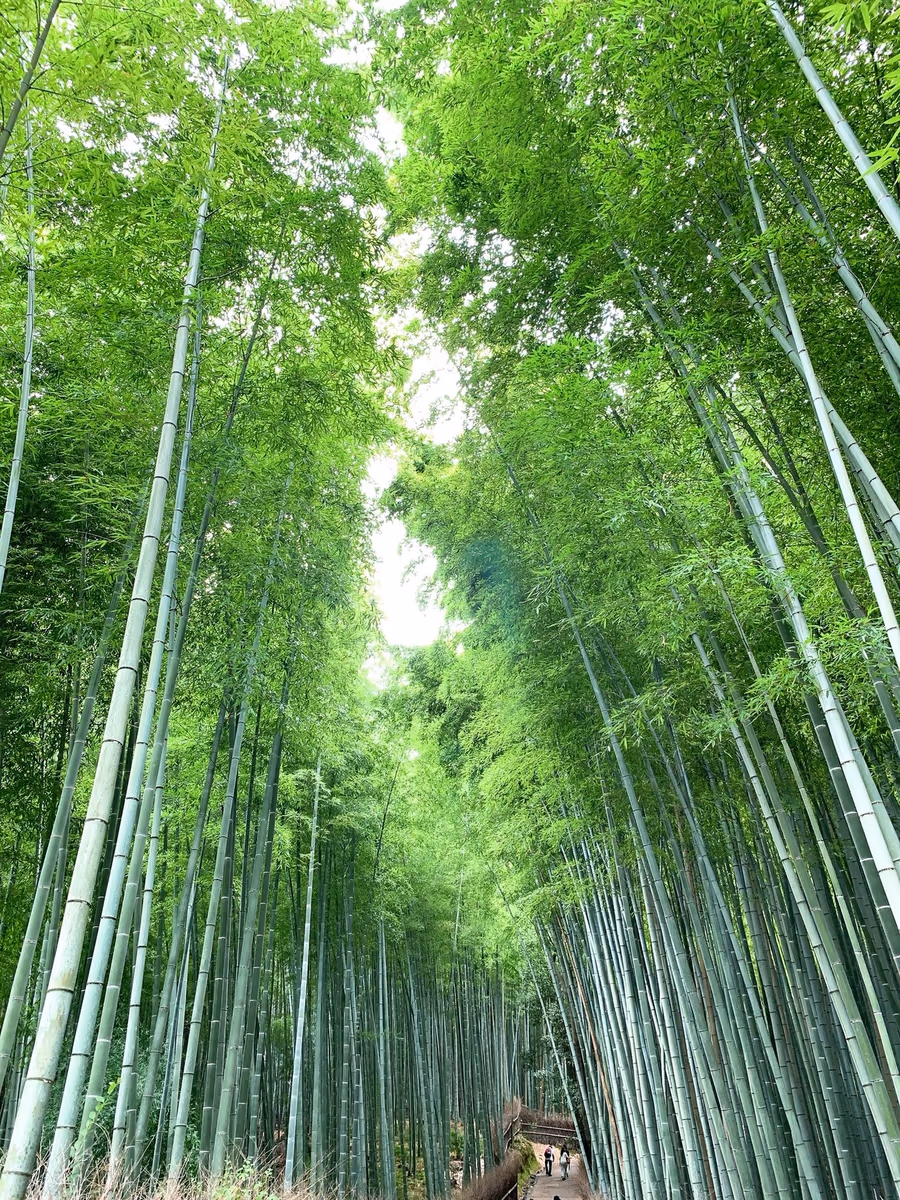 投稿写真：嵐山、天龍寺、竹林の小径〜圧巻の竹林、竹の葉の静謐な騒めき〜