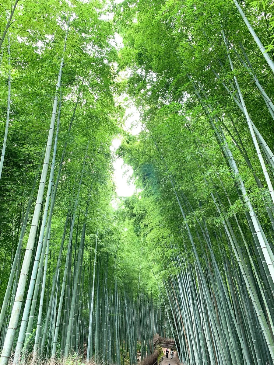 投稿写真：嵐山、天龍寺、竹林の小径〜圧巻の竹林、竹の葉の静謐な騒めき〜