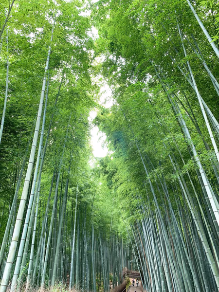 投稿：嵐山、天龍寺、竹林の小径〜圧巻の竹林、竹の葉の静謐な騒めき〜