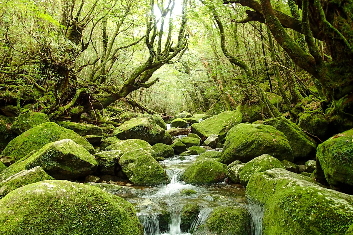 投稿写真：屋久島 これぞ、白谷雲水峡