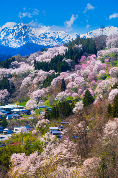 投稿：二反田の桜