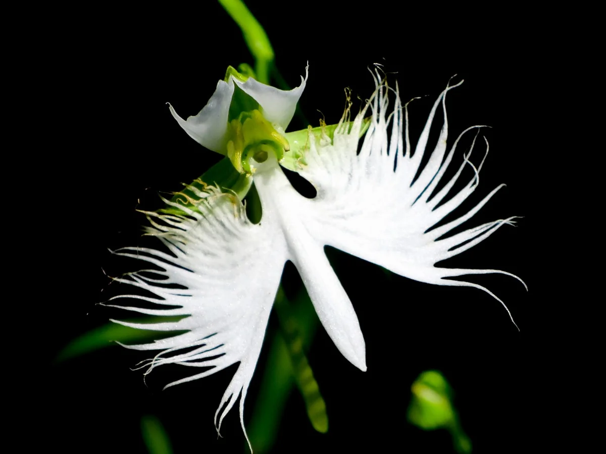 投稿写真：サギソウ