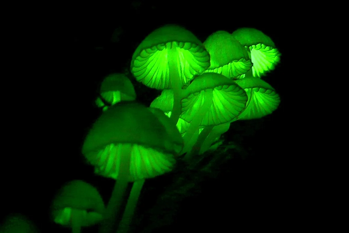 投稿写真：光るキノコ