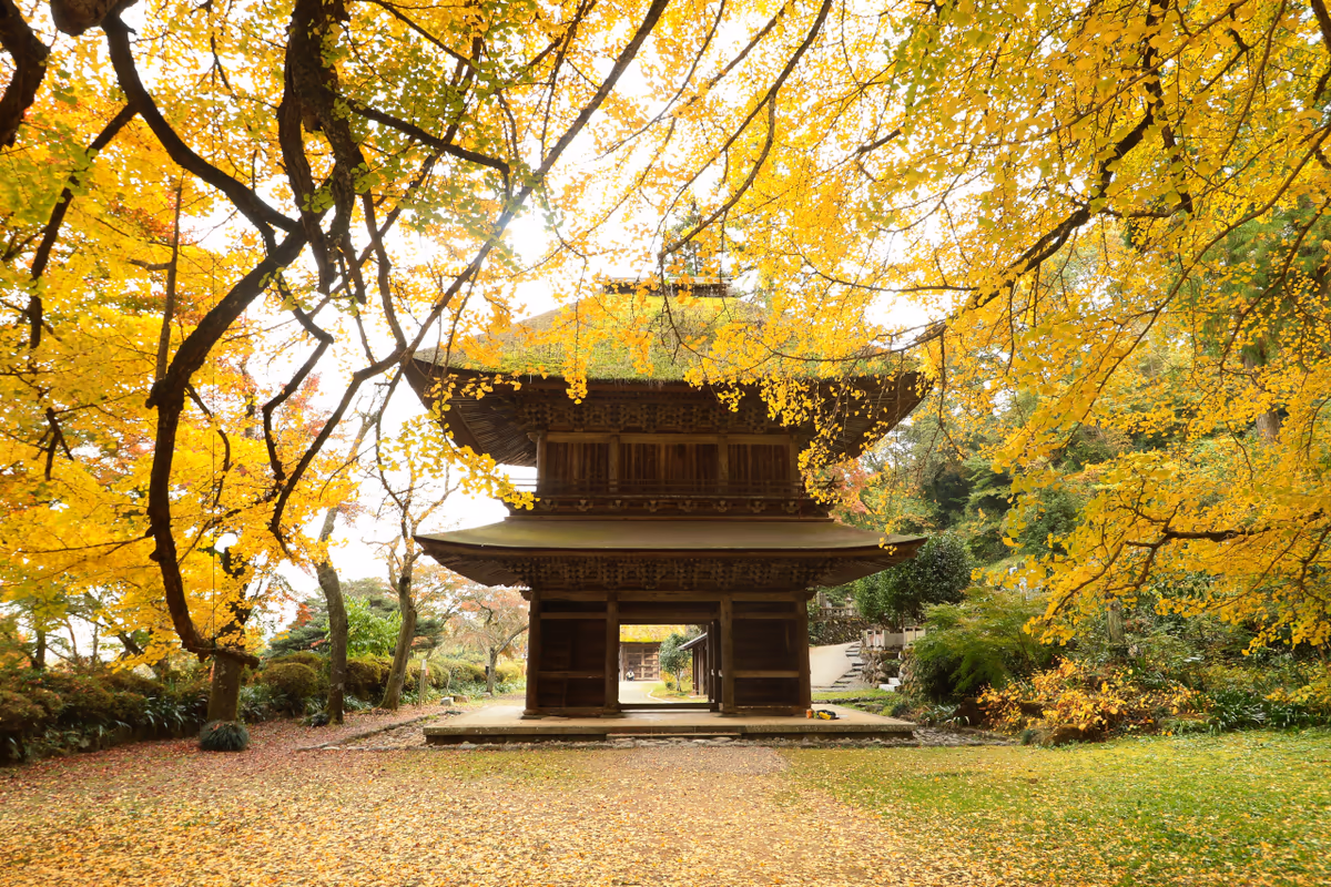 投稿写真：銀杏寺