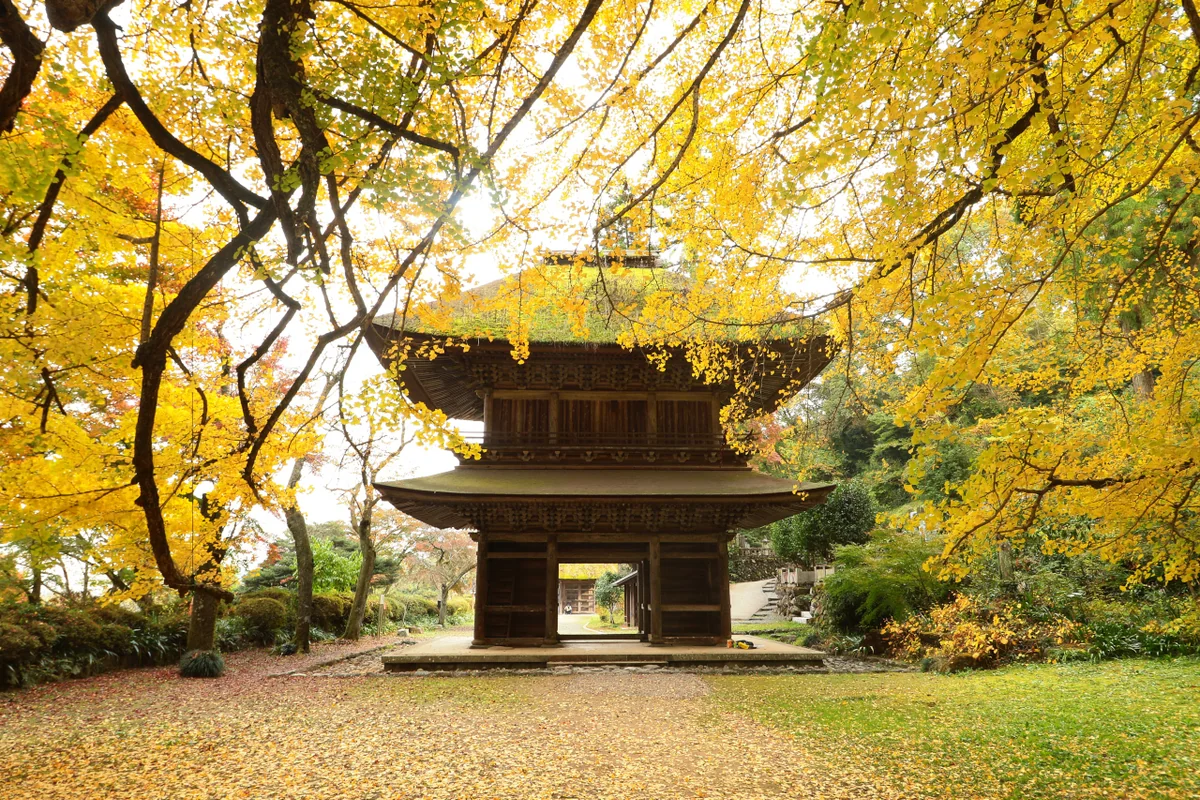 投稿写真：銀杏寺