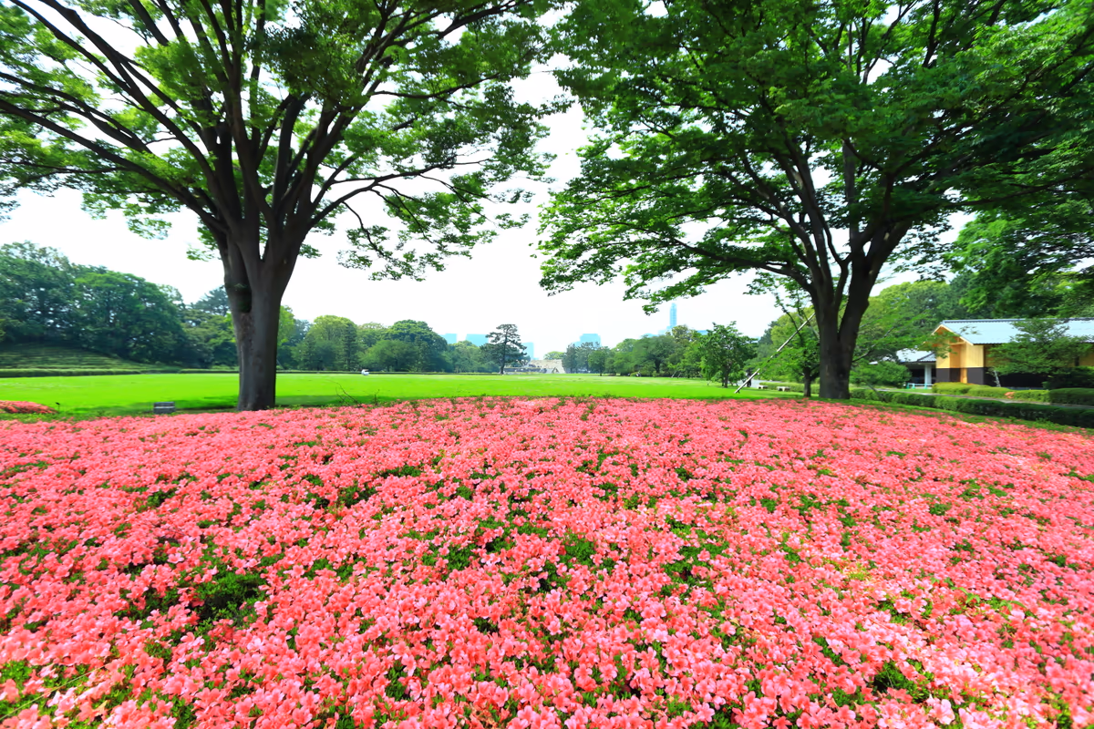 投稿写真：皇居の芝生とサツキ