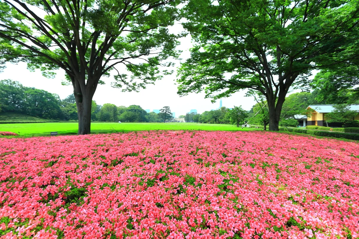 投稿写真：皇居の芝生とサツキ