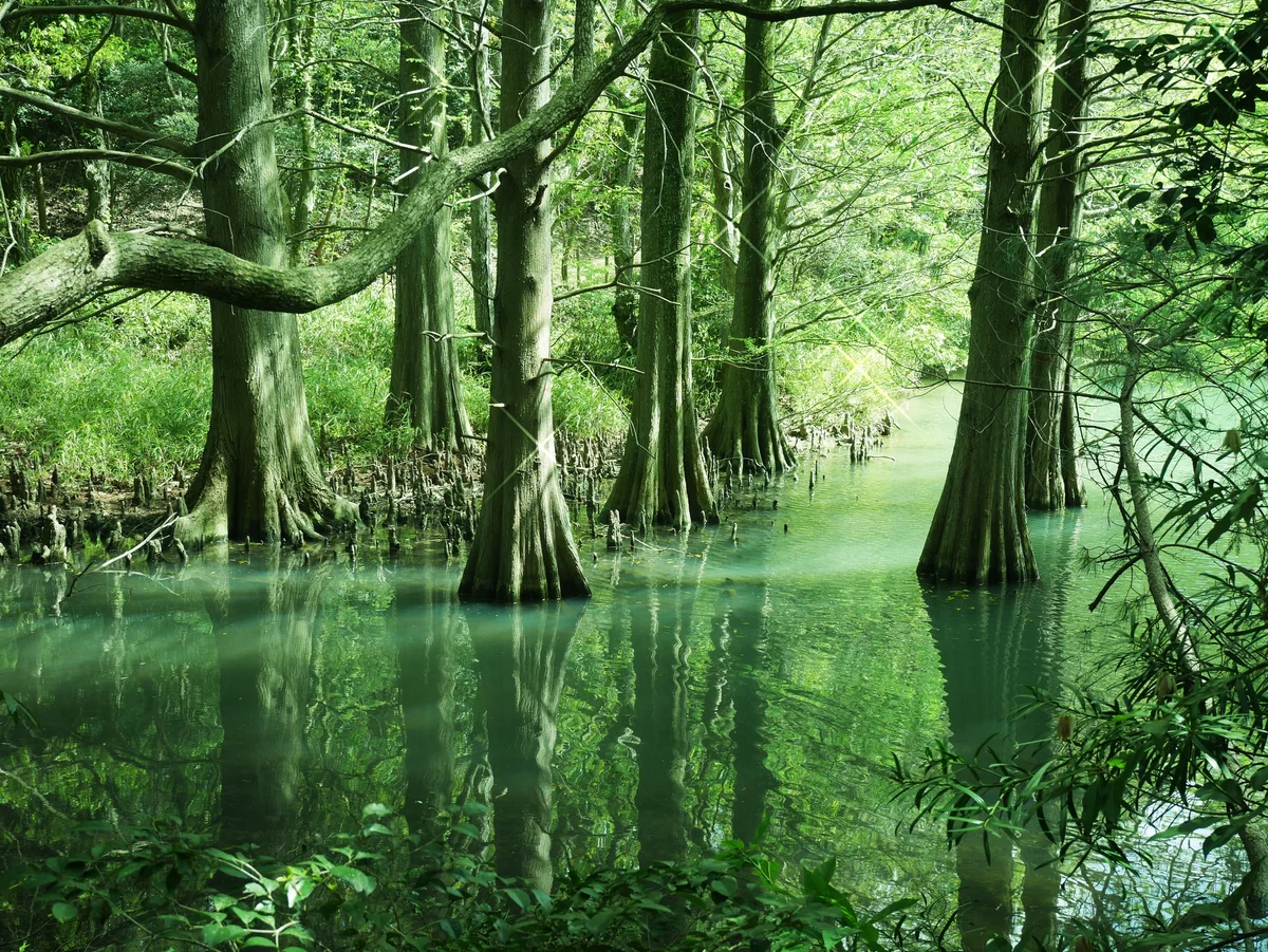 投稿写真：043篠栗九大の森（福岡）