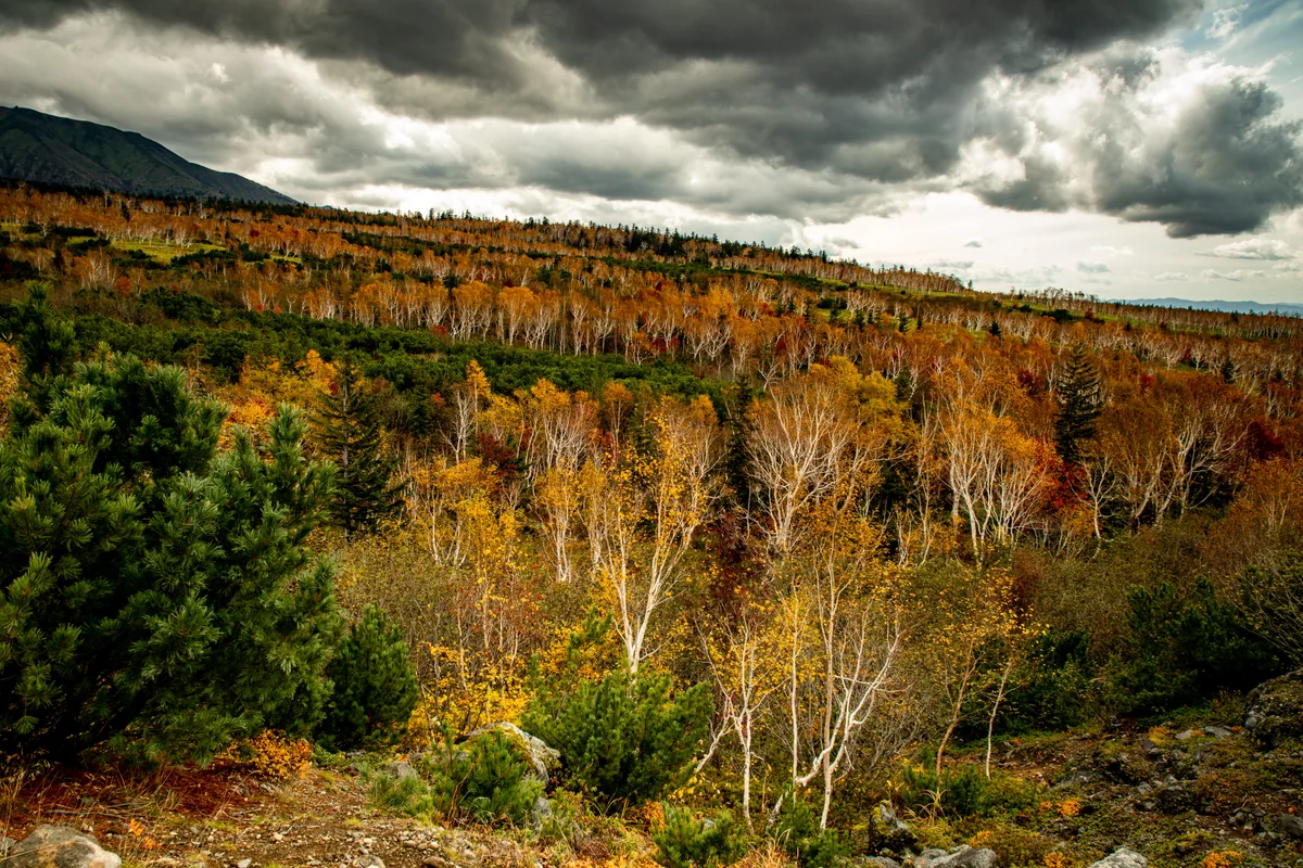 投稿写真：曇り空でも紅葉は、最後の光を輝かせます。