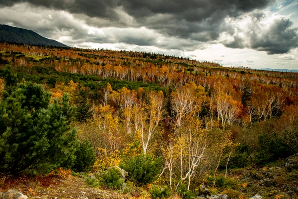 投稿：曇り空でも紅葉は、最後の光を輝かせます。