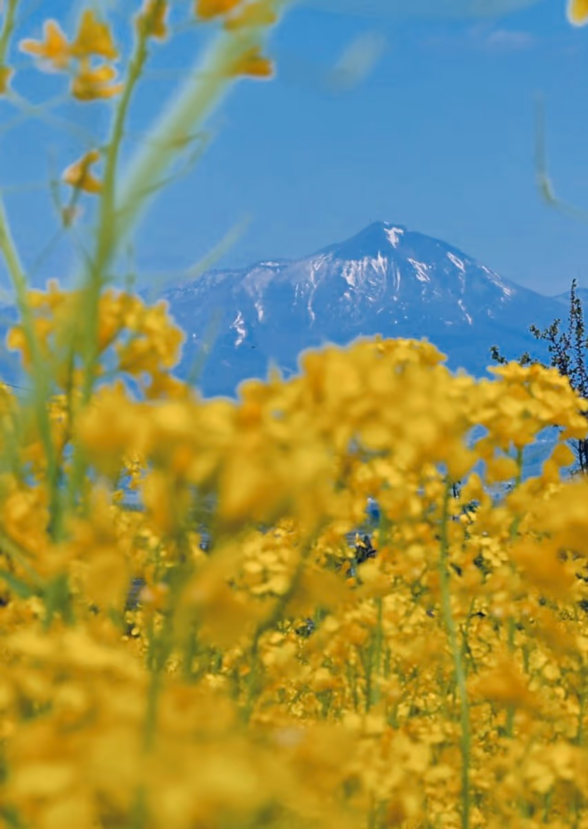 投稿写真：磐梯山と菜の花