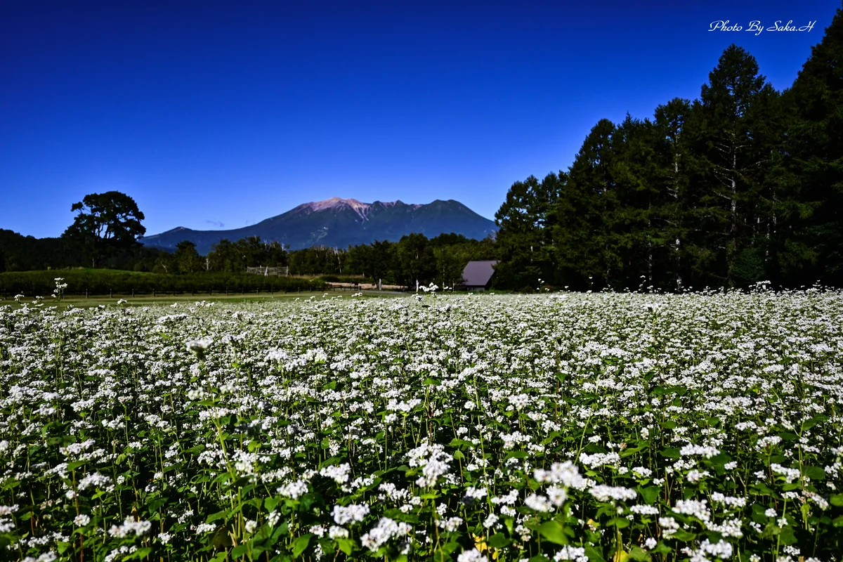 投稿写真：蕎麦の花