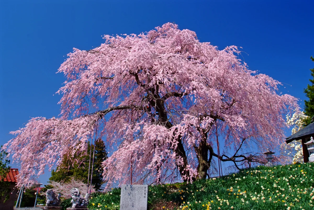 投稿写真：金毘羅桜は笑うがごとし