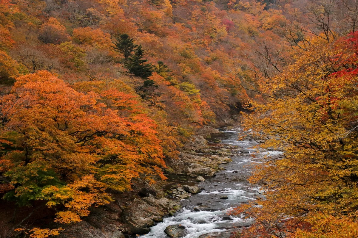 投稿写真：塩原渓谷の紅葉