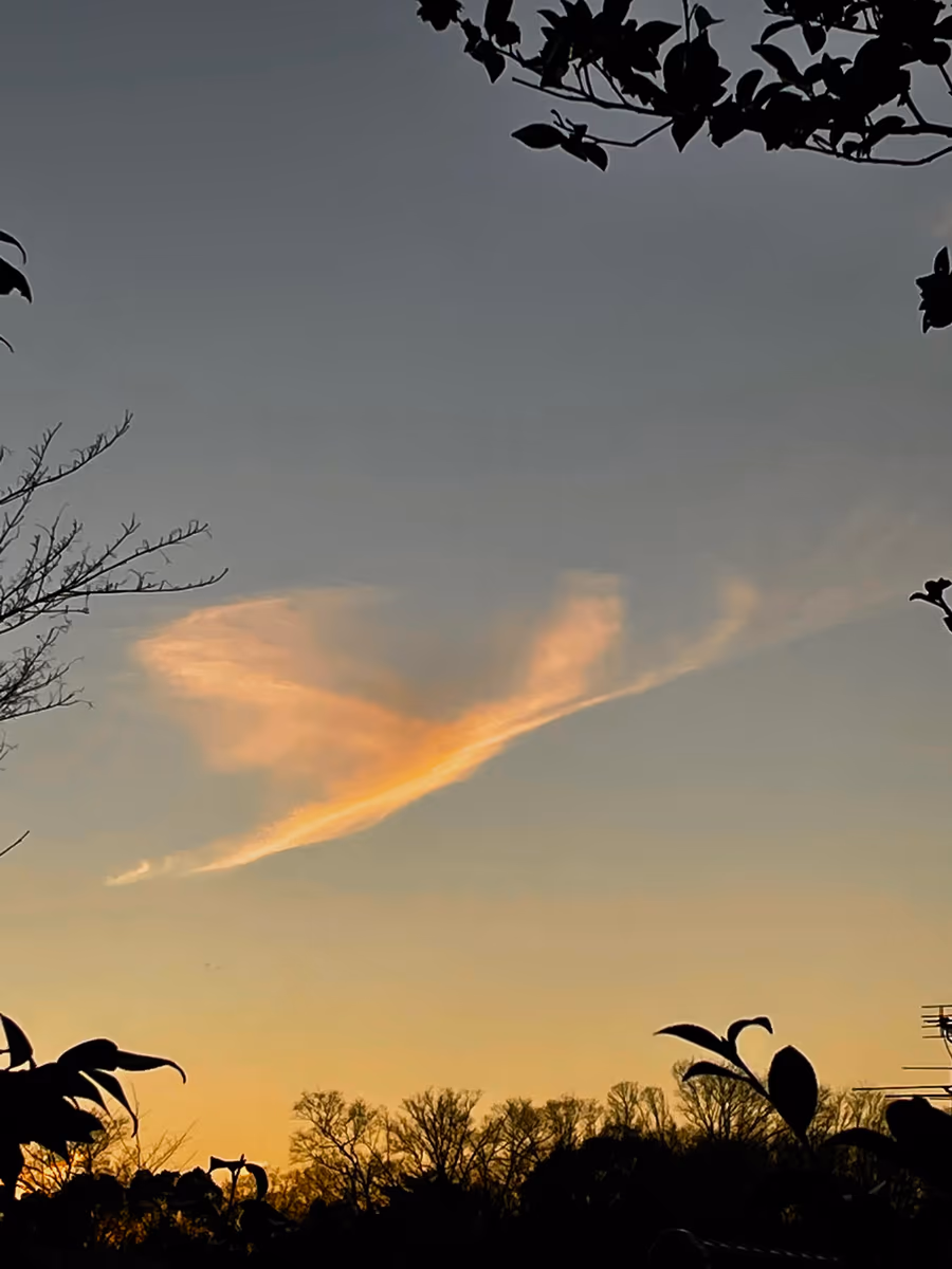 投稿写真：夕陽に染まる鳳凰の様な雲