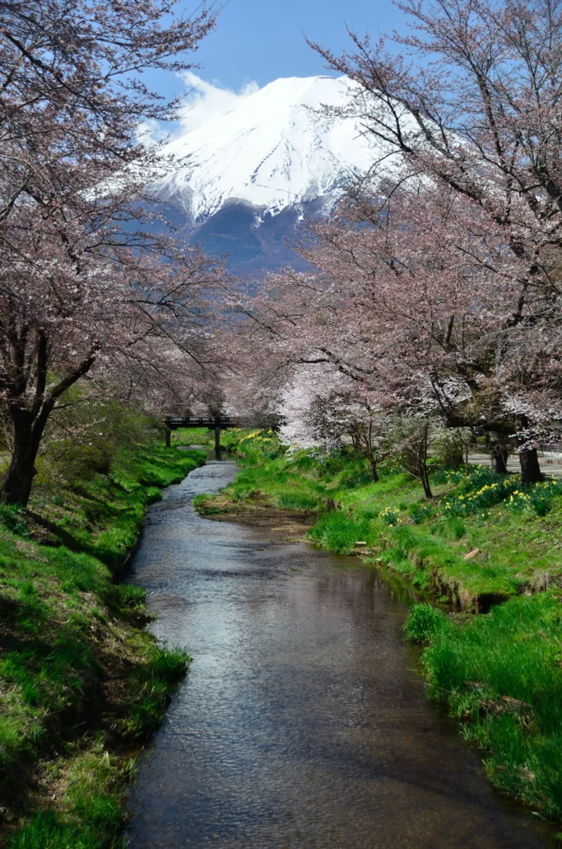 投稿写真：富士と桃源郷の桜