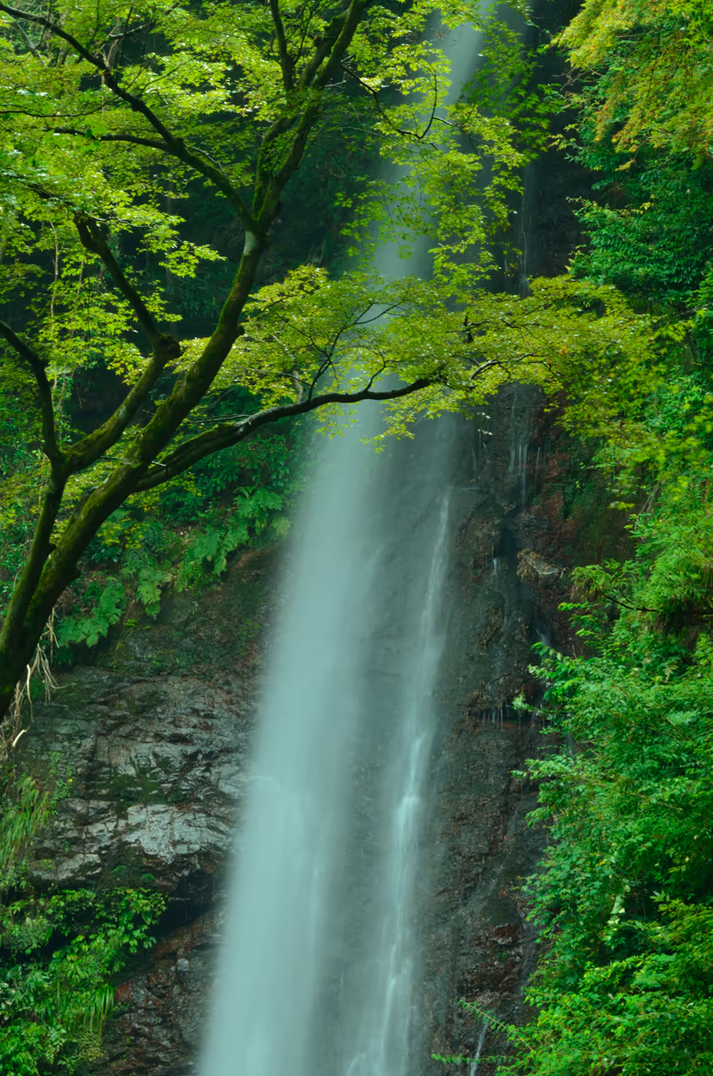 投稿写真：夏の養老滝