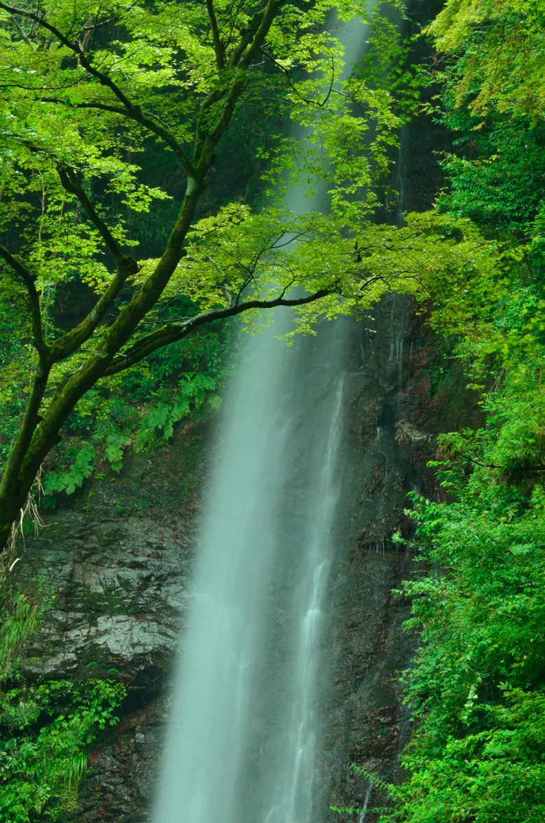 投稿写真：夏の養老滝