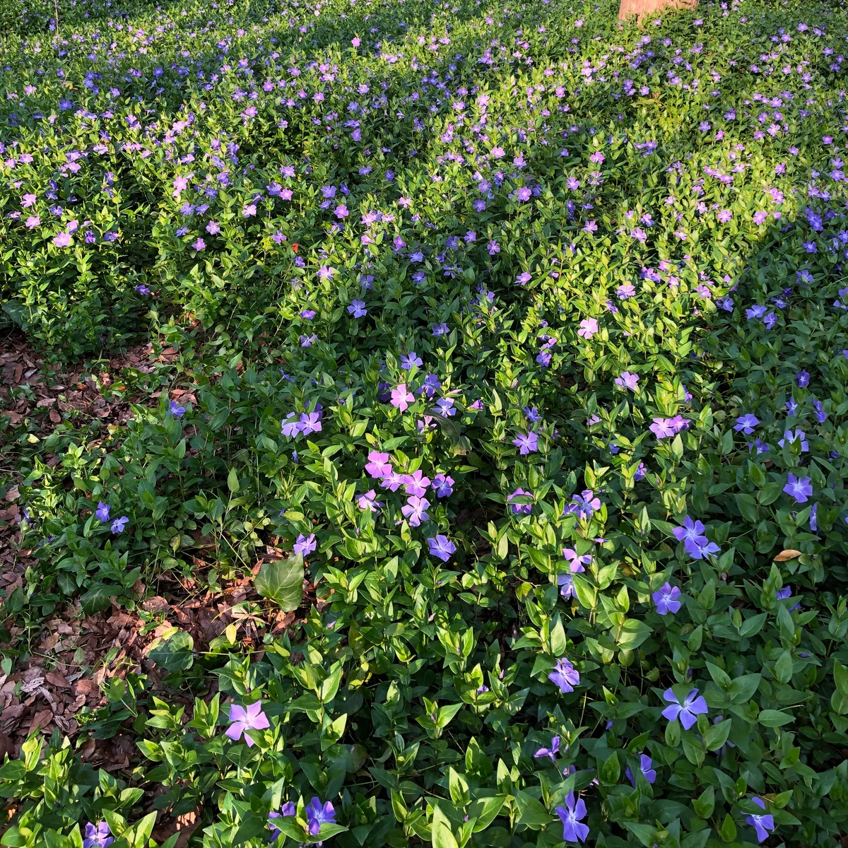 投稿写真：ツルニチニチソウ