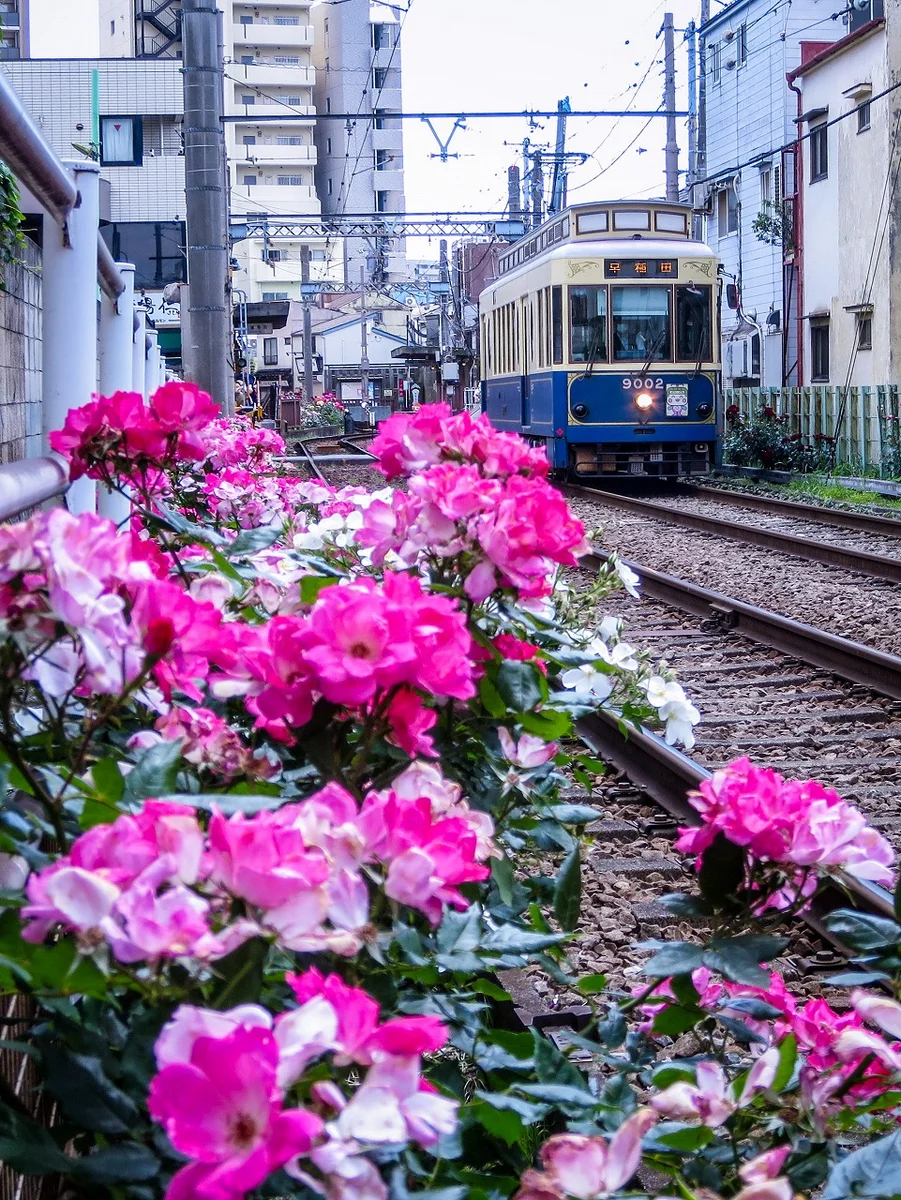 投稿写真：バラと都電①