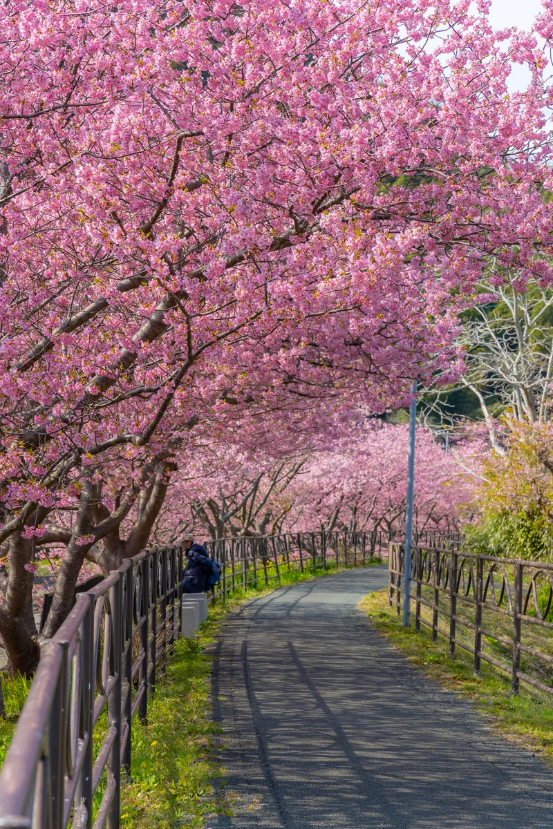 投稿写真：さくらトンネル２