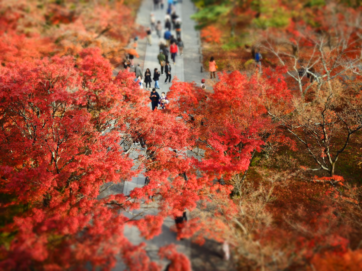 投稿写真：南禅寺紅葉