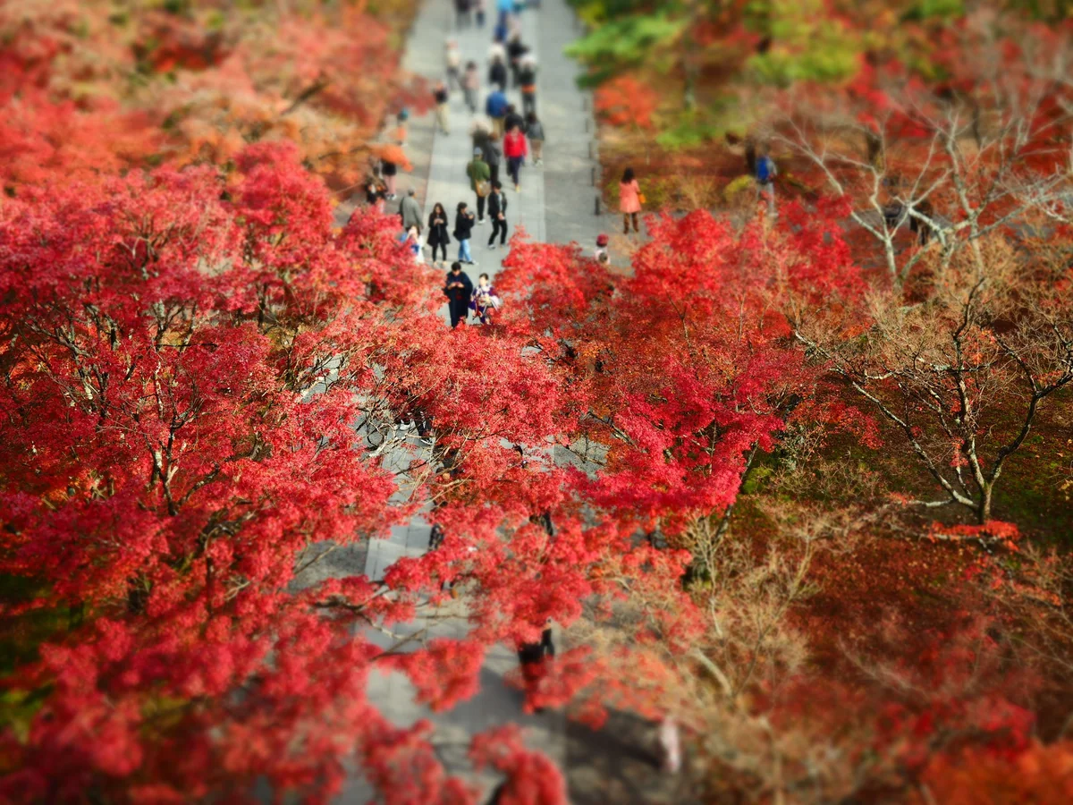 投稿写真：南禅寺紅葉