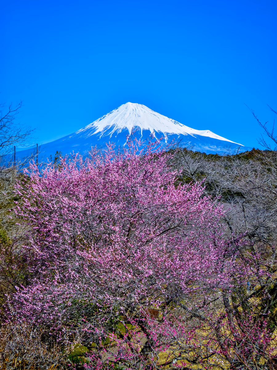 投稿写真：紅梅と富士山