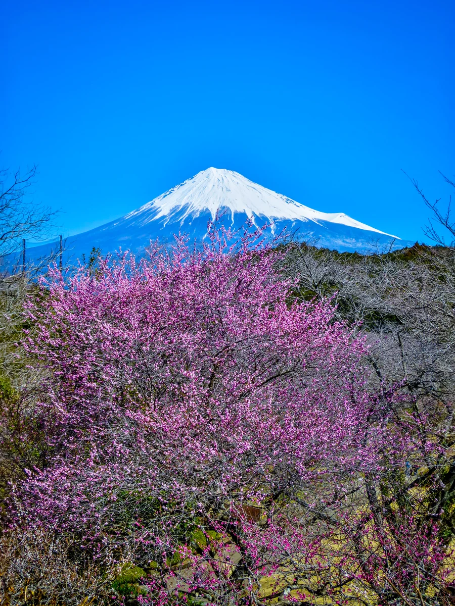 投稿写真：紅梅と富士山