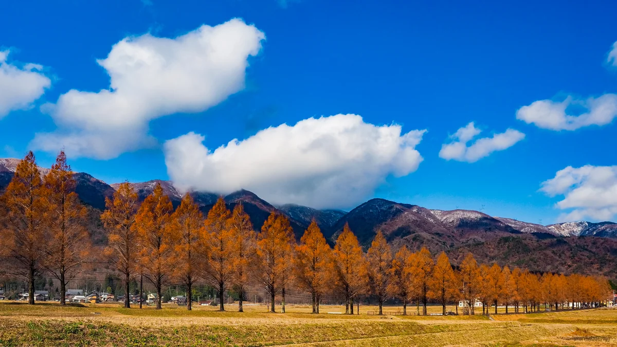 投稿写真：蒼天メタセコイア並木の黄葉