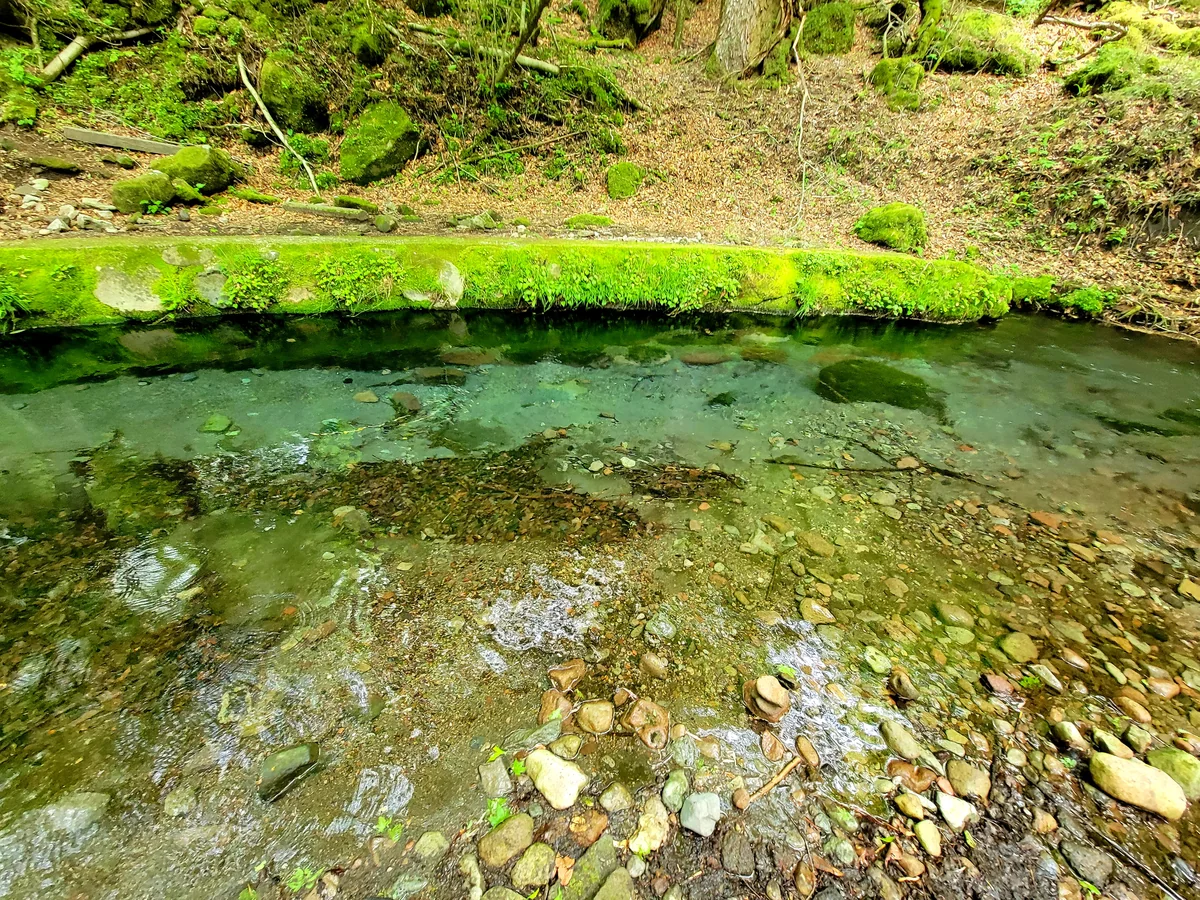 投稿写真：男池