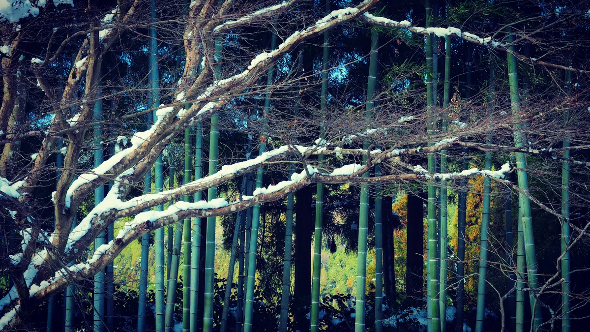 投稿写真：宝泉院　冬の竹林