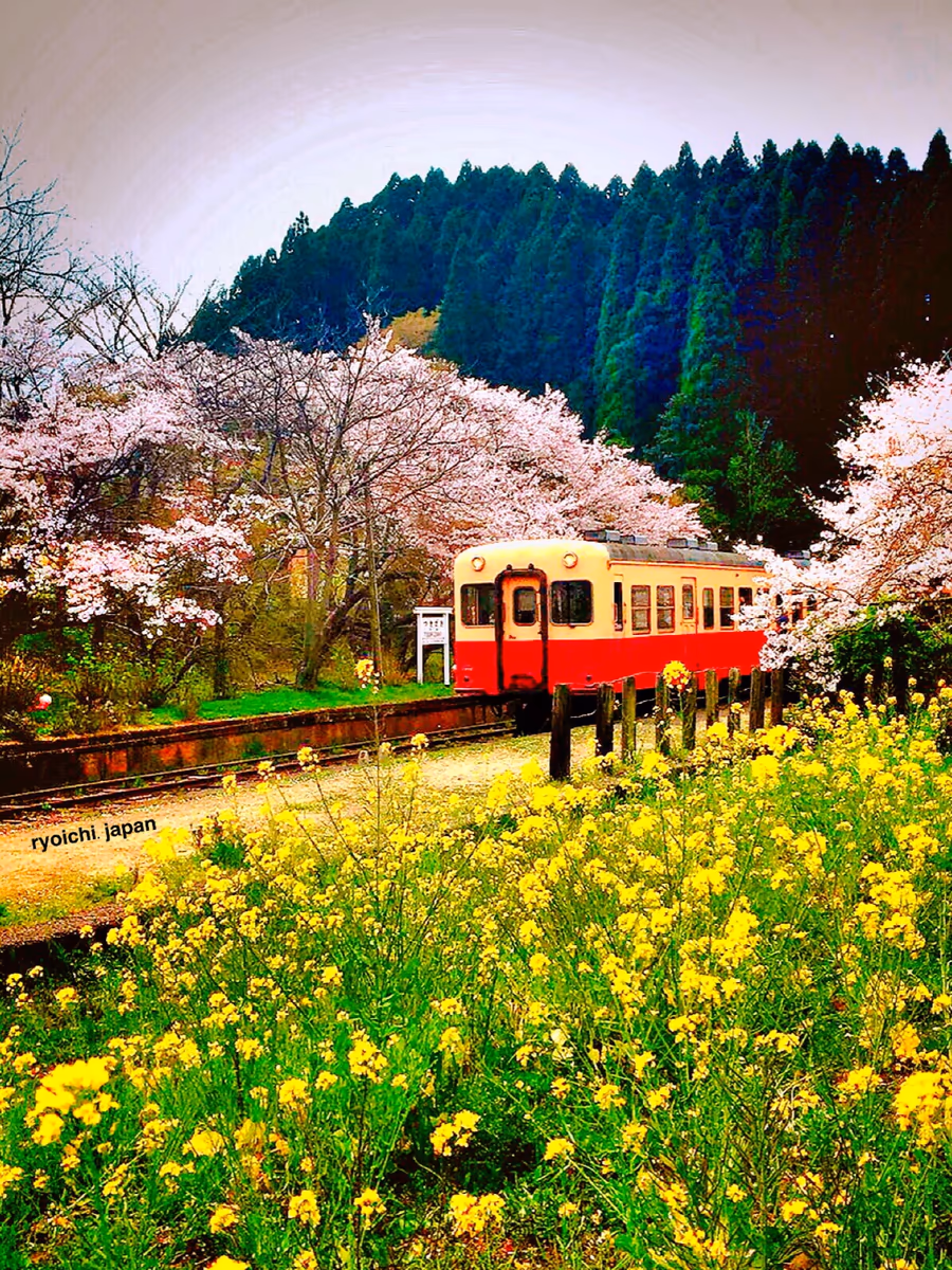 投稿写真：春の絶景