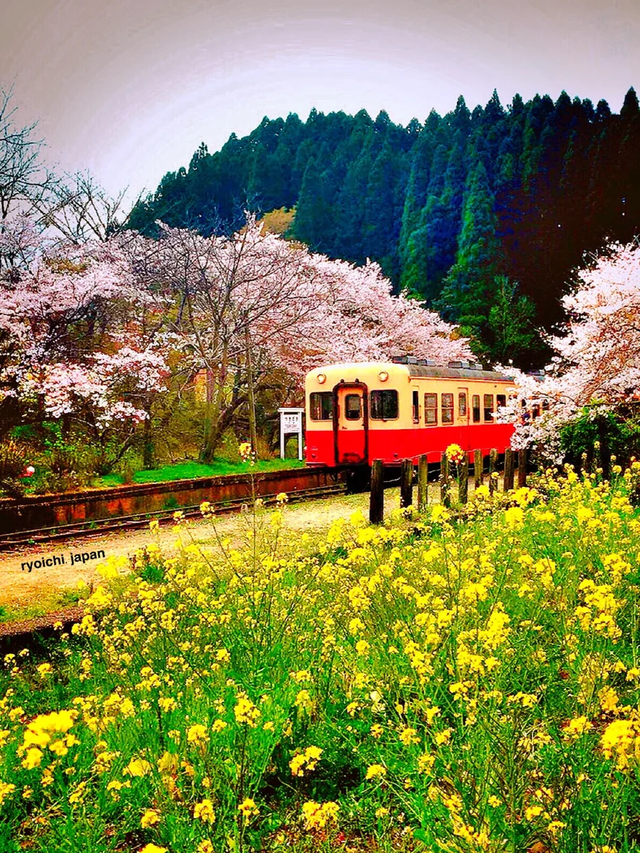 投稿写真：春の絶景