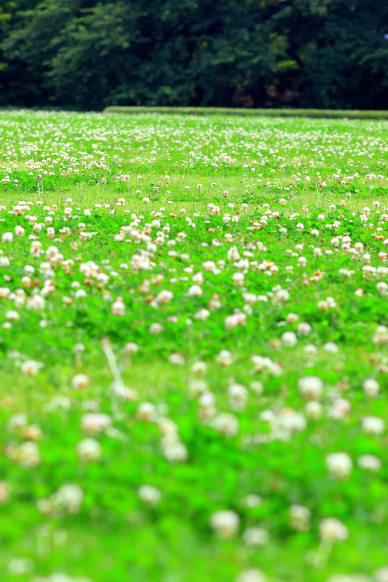 投稿写真：シロツメクサの群生