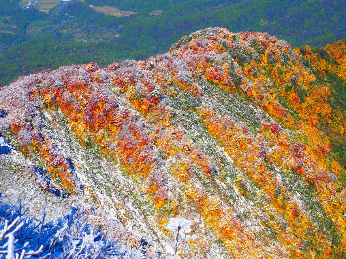投稿写真：雪と紅葉のCollaboration